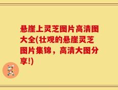 悬崖上灵芝图片高清图大全(壮观的悬崖灵芝图片集锦，高清大图分享!)