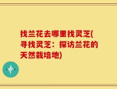 找兰花去哪里找灵芝(寻找灵芝：探访兰花的天然栽培地)