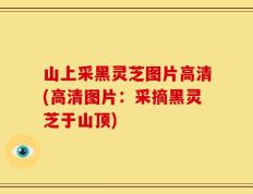 山上采黑灵芝图片高清(高清图片：采摘黑灵芝于山顶)