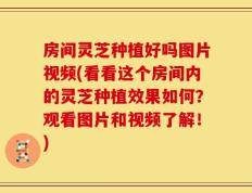 房间灵芝种植好吗图片视频(看看这个房间内的灵芝种植效果如何？观看图片和视频了解！)