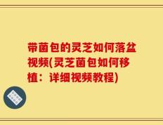 带菌包的灵芝如何落盆视频(灵芝菌包如何移植：详细视频教程)