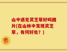 山中遇见灵芝草好吗图片(在山林中发现灵芝草，有何好处？)