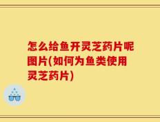 怎么给鱼开灵芝药片呢图片(如何为鱼类使用灵芝药片)
