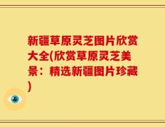 新疆草原灵芝图片欣赏大全(欣赏草原灵芝美景：精选新疆图片珍藏)