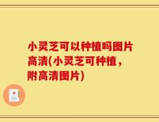 小灵芝可以种植吗图片高清(小灵芝可种植，附高清图片)