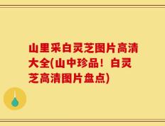 山里采白灵芝图片高清大全(山中珍品！白灵芝高清图片盘点)