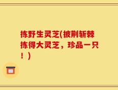拣野生灵芝(披荆斩棘拣得大灵芝，珍品一只！)