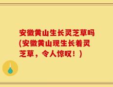 安徽黄山生长灵芝草吗(安徽黄山现生长着灵芝草，令人惊叹！)