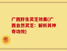 广西野生灵芝效果(广西自然灵芝：解析其神奇功效)