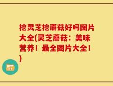挖灵芝挖蘑菇好吗图片大全(灵芝蘑菇：美味营养！最全图片大全！)