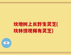 坟地树上长野生灵芝(坟林惊现稀有灵芝)