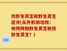 仿野生灵芝和野生灵芝区分(从外形到功效：如何辨别野生灵芝和仿野生灵芝？)