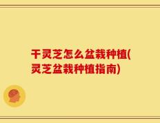 干灵芝怎么盆栽种植(灵芝盆栽种植指南)