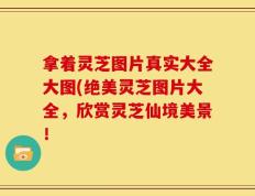 拿着灵芝图片真实大全大图(绝美灵芝图片大全，欣赏灵芝仙境美景！