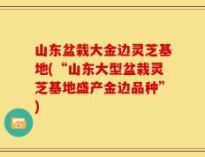 山东盆栽大金边灵芝基地(“山东大型盆栽灵芝基地盛产金边品种”)