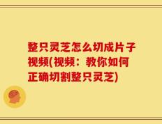 整只灵芝怎么切成片子视频(视频：教你如何正确切割整只灵芝)