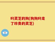 叼灵芝的狗(狗狗叼走了珍贵的灵芝)