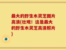 最大的野生木灵芝图片高清(壮观！这是最大的野生木灵芝高清照片)