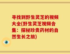 寻找到野生灵芝的视频大全(野生灵芝视频合集：探秘珍贵药材的自然生长之旅)