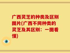 广西灵芝的种类及区别图片(广西不同种类的灵芝及其区别：一图看懂)