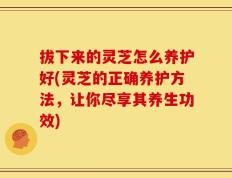 拔下来的灵芝怎么养护好(灵芝的正确养护方法，让你尽享其养生功效)