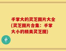 手掌大的灵芝图片大全(灵芝图片合集：手掌大小的精美灵芝图)