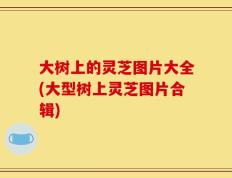 大树上的灵芝图片大全(大型树上灵芝图片合辑)