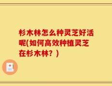 杉木林怎么种灵芝好活呢(如何高效种植灵芝在杉木林？)