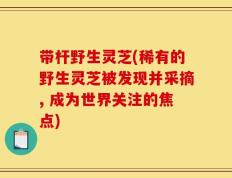带杆野生灵芝(稀有的野生灵芝被发现并采摘, 成为世界关注的焦点)