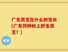 广东灵芝在什么树生长(广东何种树上野生灵芝？)