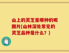 山上的灵芝是哪种的呢图片(山林深处常见的灵芝品种是什么？)