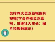 怎样养大灵芝草根图片视频(学会养殖灵芝草根，快速壮大生长：图片和视频展示)