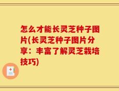 怎么才能长灵芝种子图片(长灵芝种子图片分享：丰富了解灵芝栽培技巧)