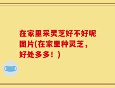 在家里采灵芝好不好呢图片(在家里种灵芝，好处多多！)