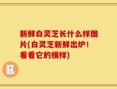 新鲜白灵芝长什么样图片(白灵芝新鲜出炉！看看它的模样)
