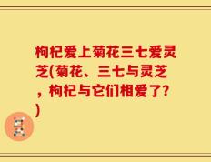 枸杞爱上菊花三七爱灵芝(菊花、三七与灵芝，枸杞与它们相爱了？)