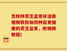 怎样种灵芝盆景好活些视频教你如何种出更健康的灵芝盆景，附视频教程)