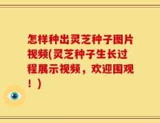 怎样种出灵芝种子图片视频(灵芝种子生长过程展示视频，欢迎围观！)