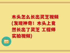 木头怎么长出灵芝视频(发现神奇！木头上竟然长出了灵芝 工程师实拍视频)