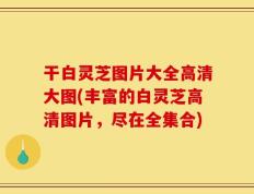 干白灵芝图片大全高清大图(丰富的白灵芝高清图片，尽在全集合)