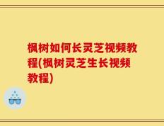 枫树如何长灵芝视频教程(枫树灵芝生长视频教程)