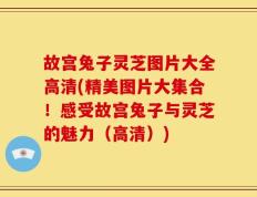 故宫兔子灵芝图片大全高清(精美图片大集合！感受故宫兔子与灵芝的魅力（高清）)