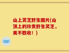 山上灵芝野生图片(山顶上的珍贵野生灵芝，美不胜收！)