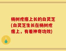 杨树疙瘩上长的白灵芝(白灵芝生长在杨树疙瘩上，有着神奇功效)