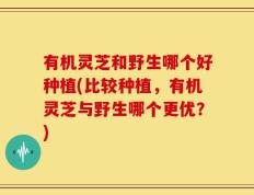 有机灵芝和野生哪个好种植(比较种植，有机灵芝与野生哪个更优？)