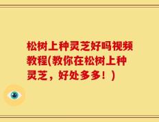 松树上种灵芝好吗视频教程(教你在松树上种灵芝，好处多多！)