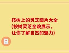 桉树上的灵芝图片大全(桉树灵芝全貌展示，让你了解自然的魅力)