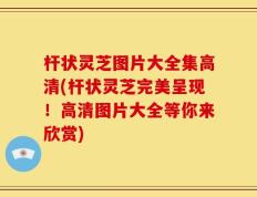 杆状灵芝图片大全集高清(杆状灵芝完美呈现！高清图片大全等你来欣赏)