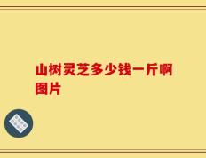 山树灵芝多少钱一斤啊图片
