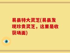 易县特大灵芝(易县发现珍贵灵芝，这里是收获场面)
